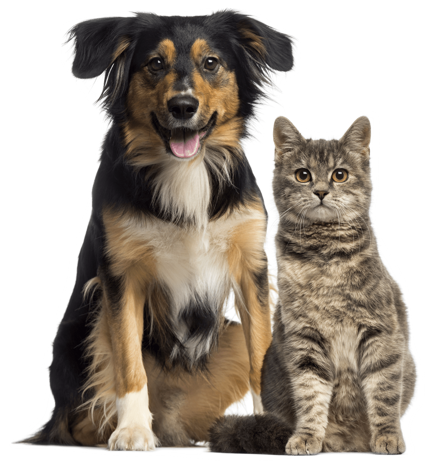 collie and cat