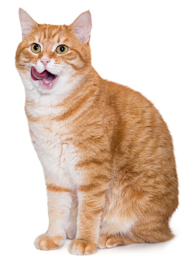 orange cat licking chops
