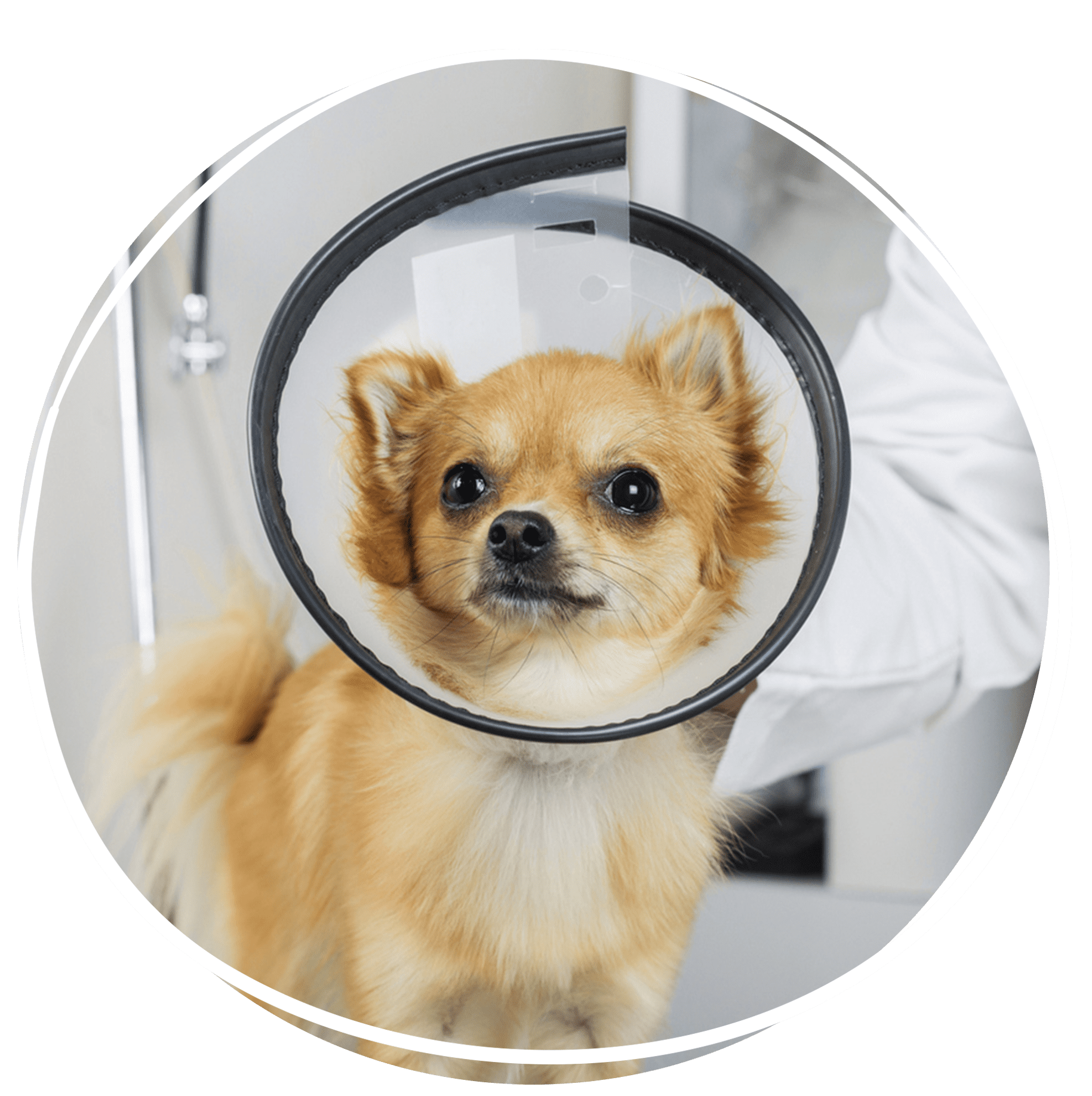 dog surgeries in lakeland, fl