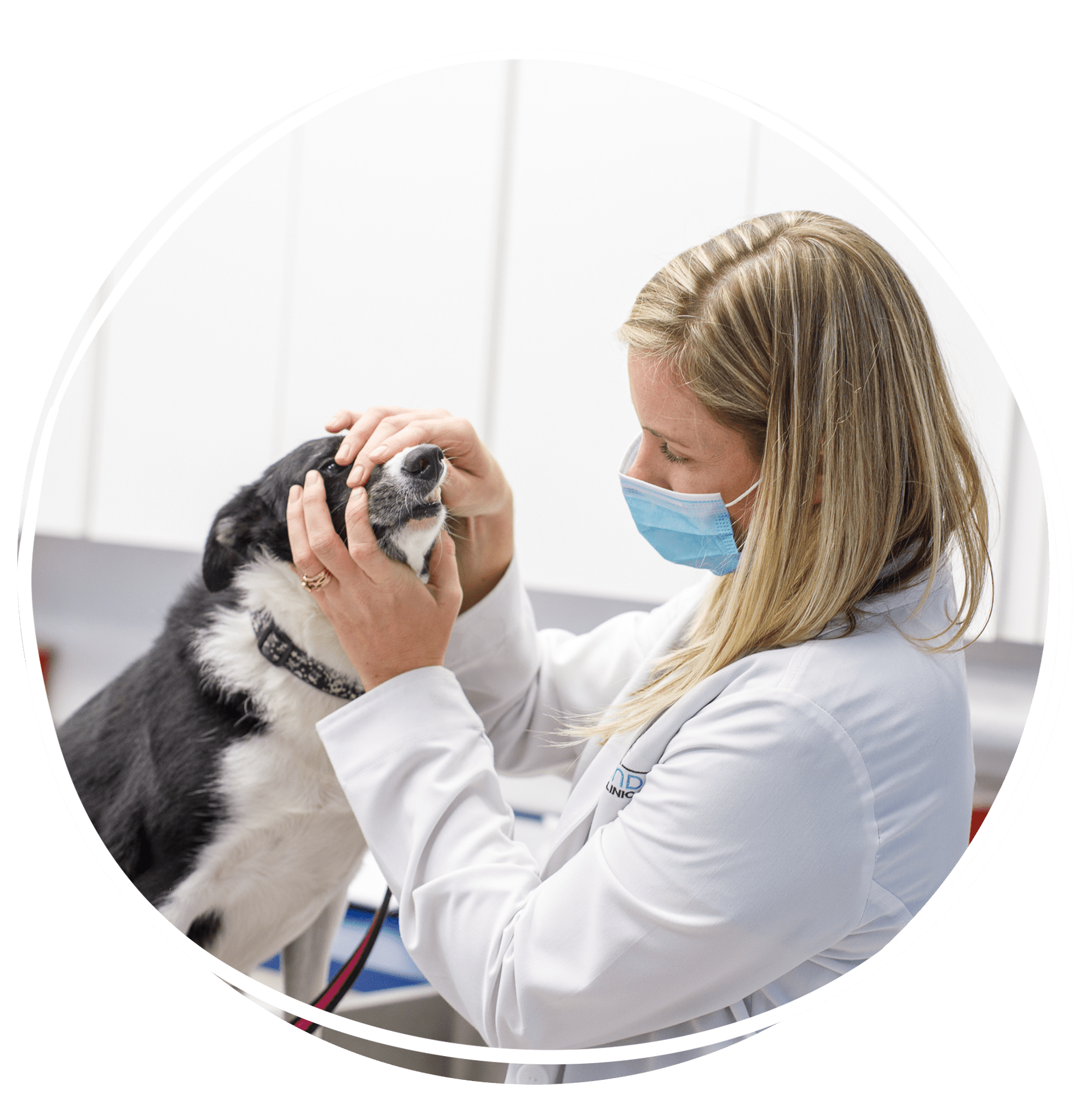 doctor looking at dogs mouth