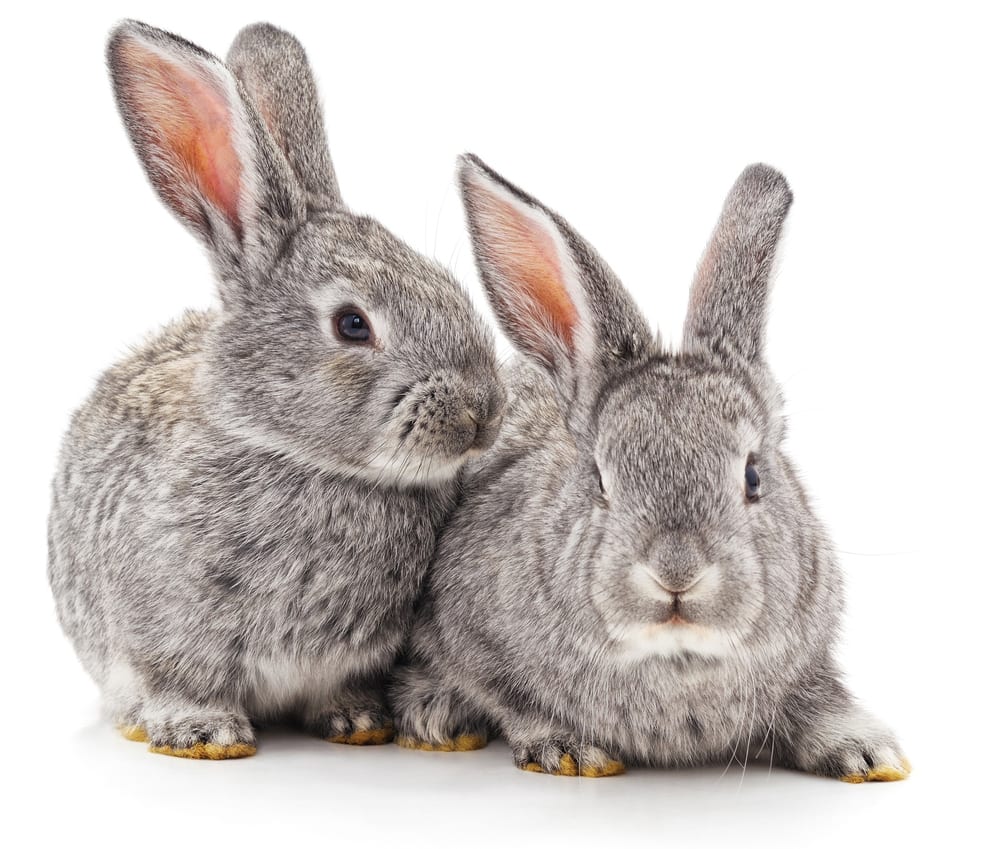 gray bunnies