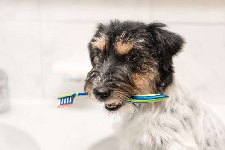 How Often Does My Dog Need Teeth Cleaning? Lakeland Animal Clinic