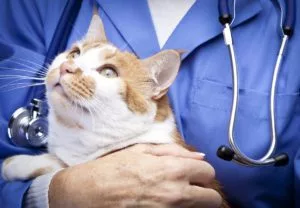 cat vet visits in lakeland, fl