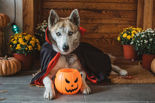 pet Halloween safety tips