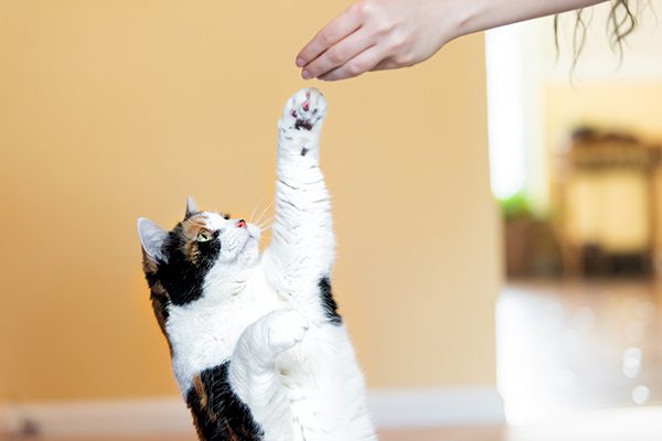 Human food for outlet cats