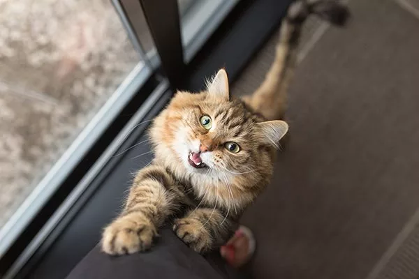 What does it mean when a cat meows?