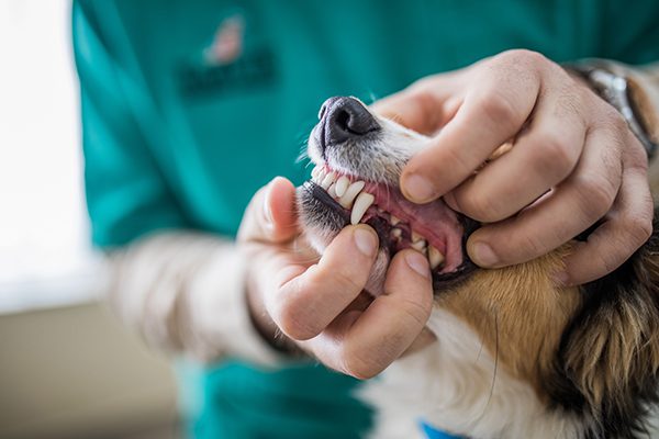 importance of pet dental care