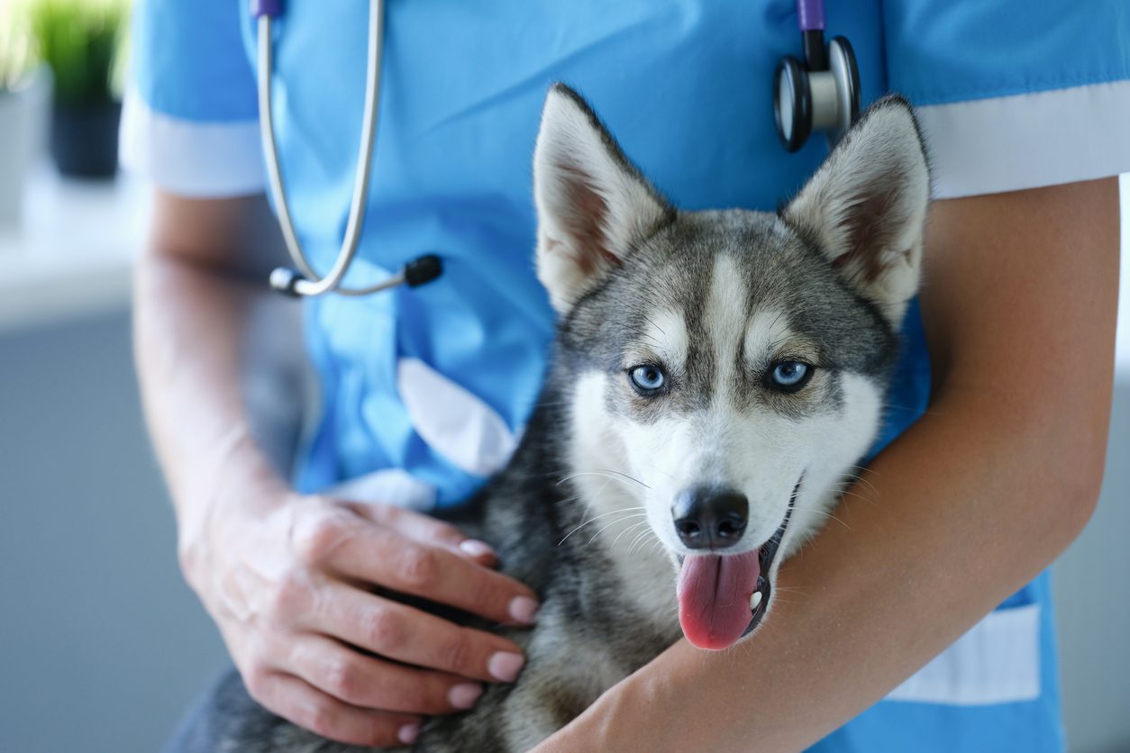 Husky at vet after successful spay & neuter surgery