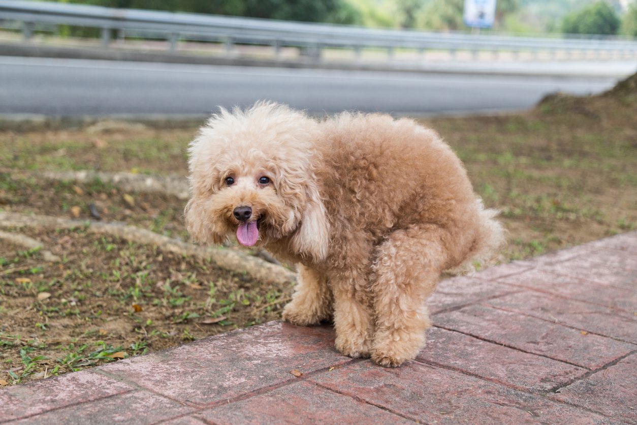 Dog not best sale pooping after eating