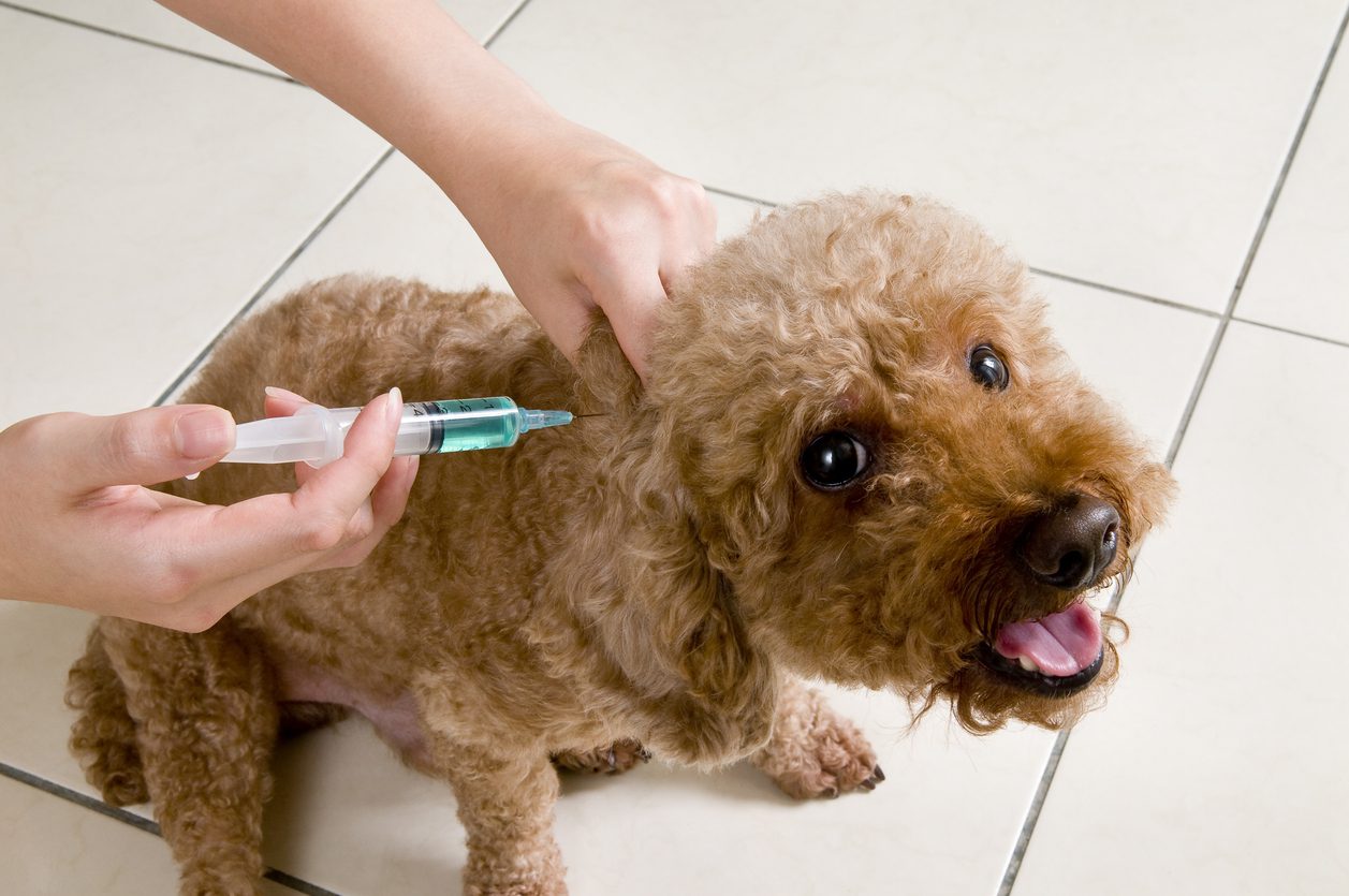 Dog receiving rabies vaccine