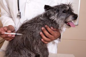 Dog getting rabies vaccine