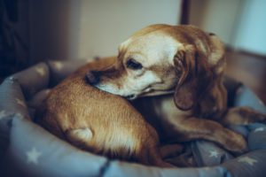 what causes hot spots in dogs