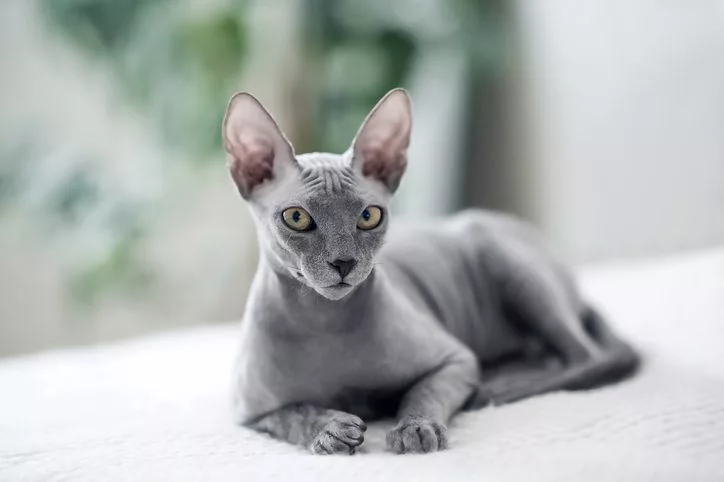 Cats that deals dont loose hair