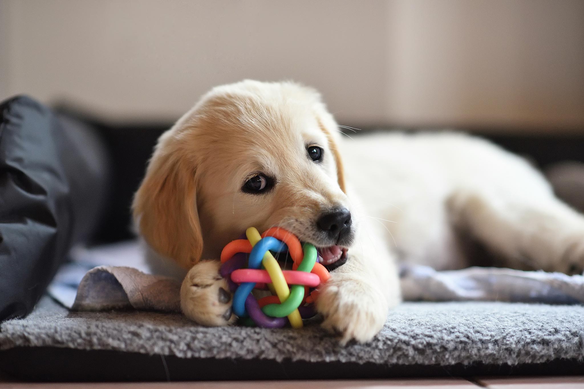 cute golden retriever chewing on multi-colored chew toy
