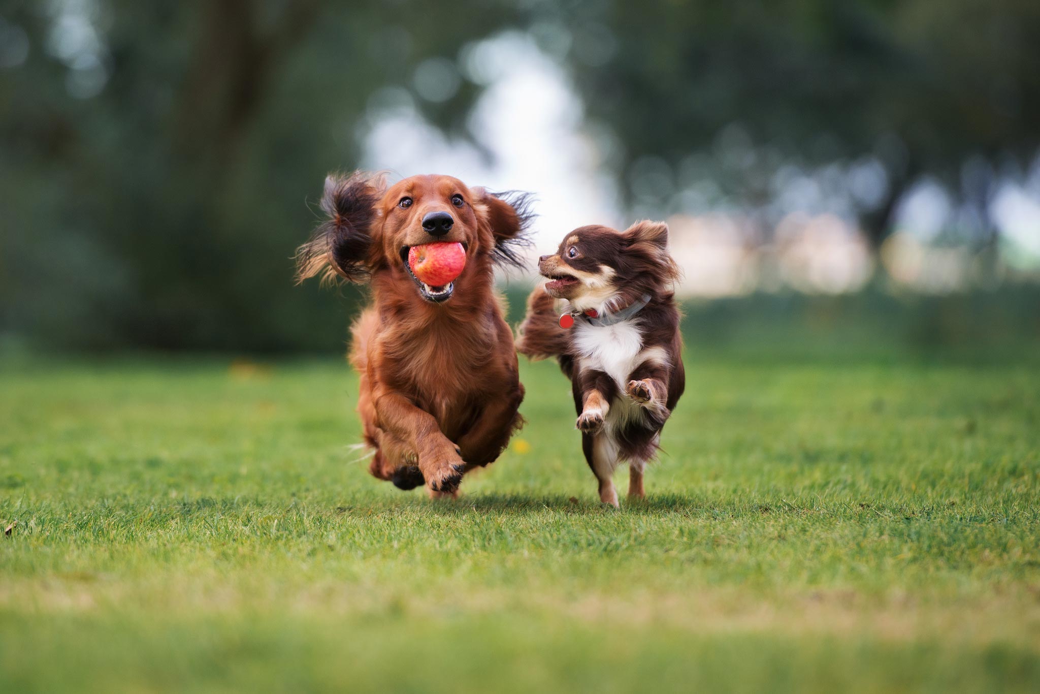 two small dogs running and playing with ball outside