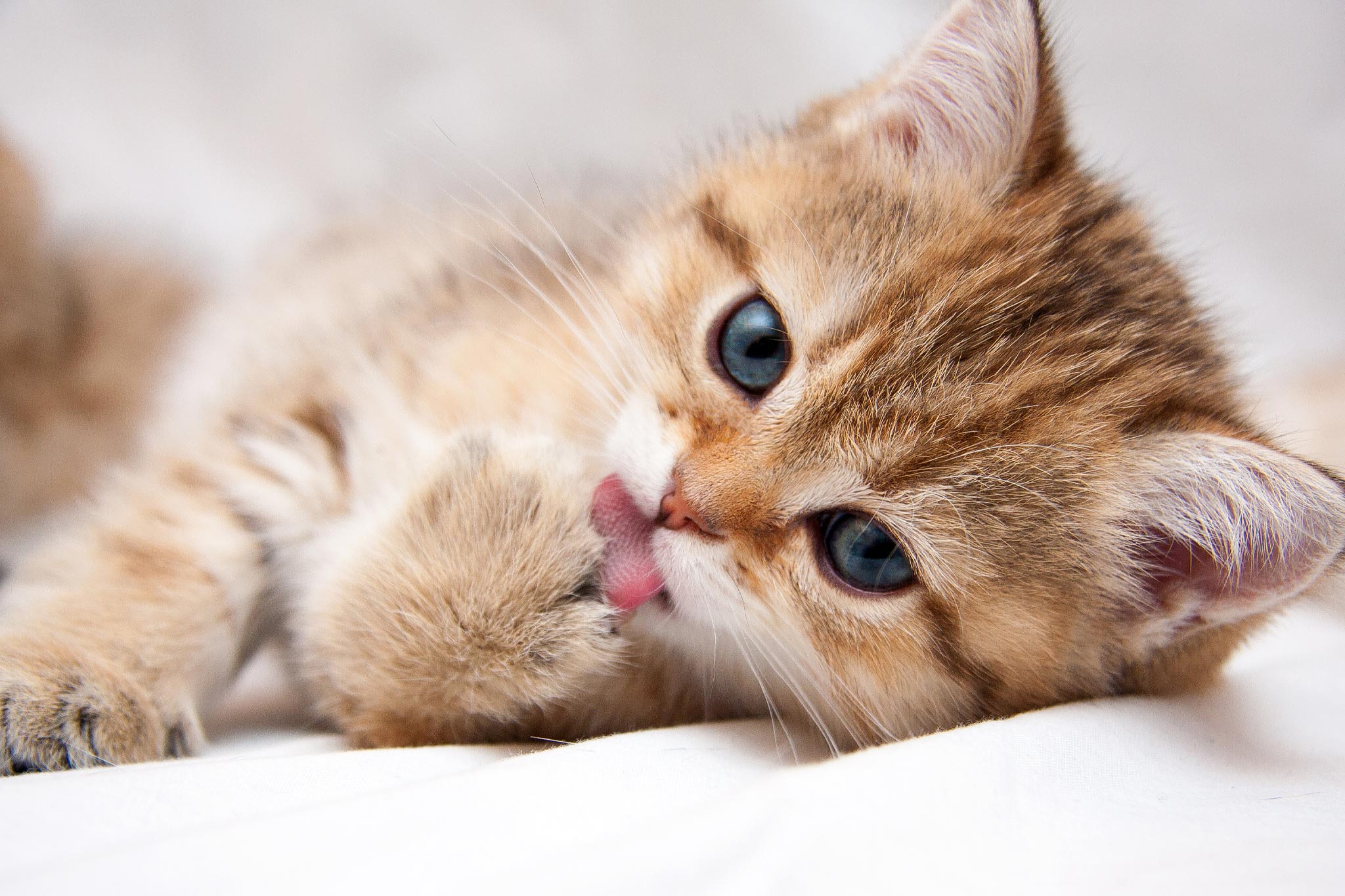 cute orange kitten licking paw