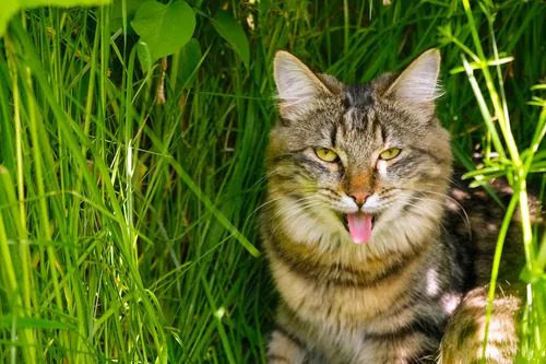 cat-panting-in-the-shade-of-tall-grass-on-a-sunny-day