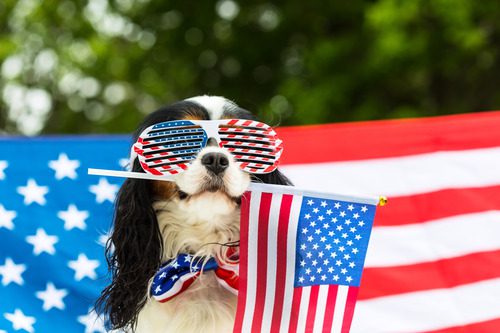 dog-wearing-american-flag-glasses-sitting-in-front-of-american-flag-while-holding-a-small-american-flag-in-its-mouth