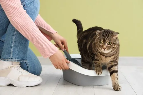 female-owner-scooping-litter-from-litter-box-while-cat-steps-out-of-it