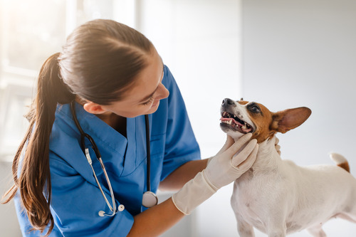 female-vet-examining-dog's-teeth-at-clinic