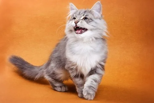 gray-and-white-cat-against-an-orange-background-meowing