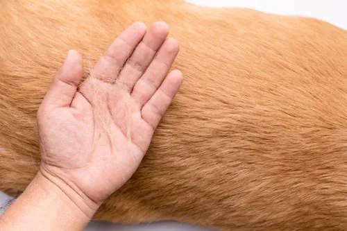 pet-owner's-hand-holding-shed-hair-from-dog