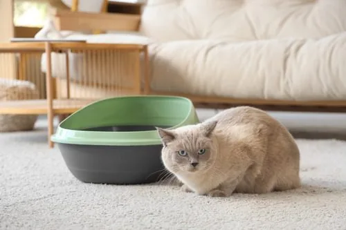 cat-laying-next-to-litter-box-in-living-room