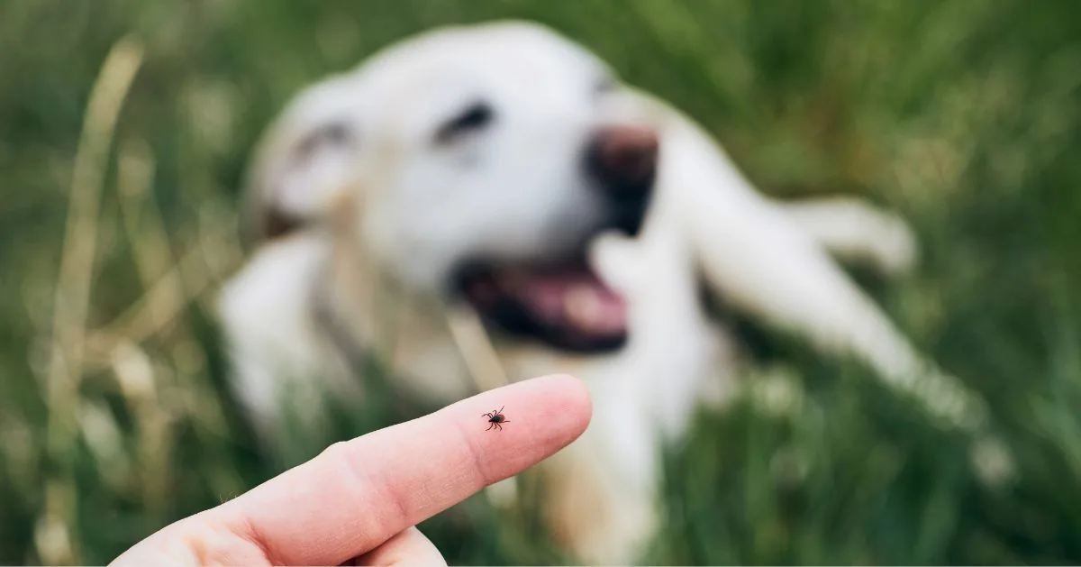 close up image of a tick on a person's finger with a yellow Labrador laying in the background