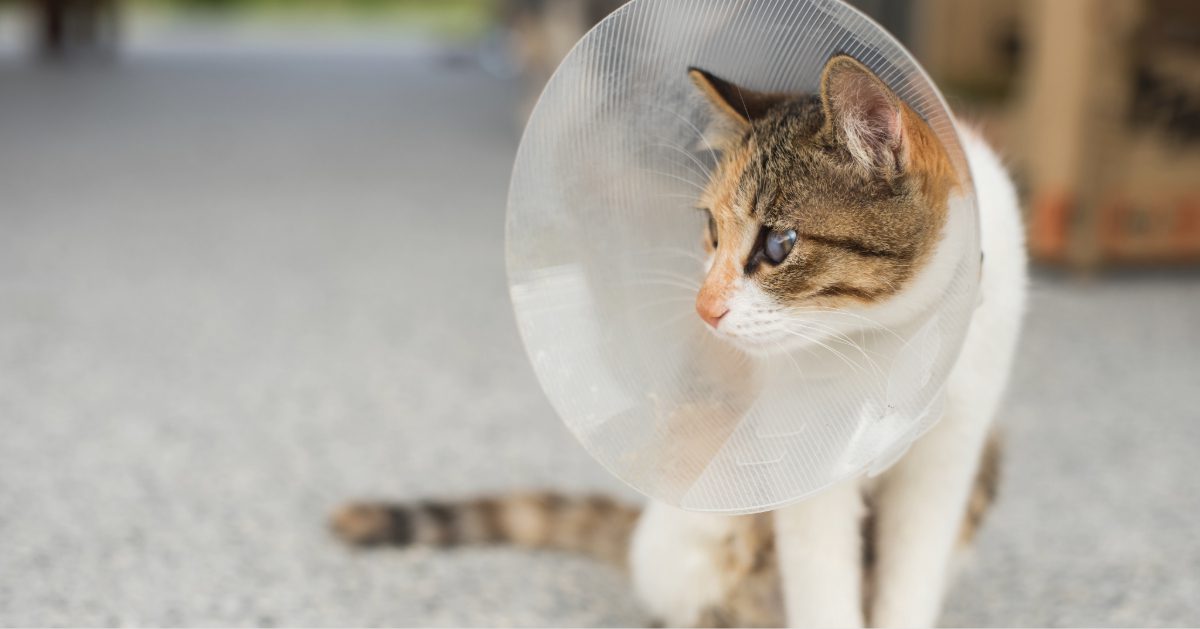 small calico tabby cat wearing an Elizabethan collar