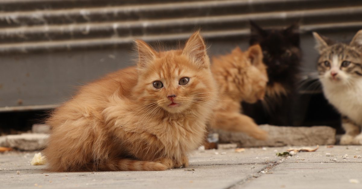 stray kittens outside that appear unkempt and homeless