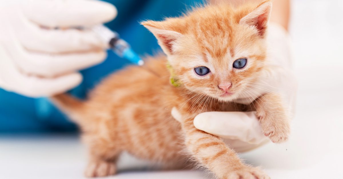 red tabby kitten receiving vaccine from veterinarian