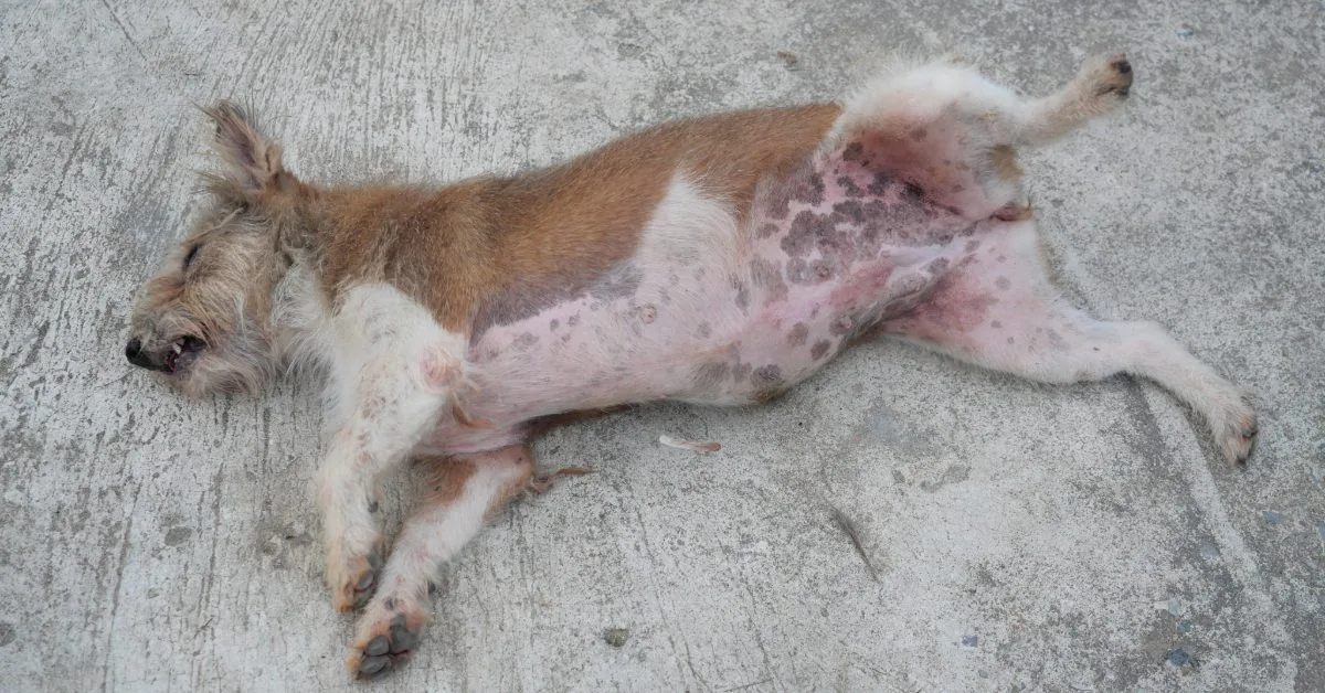 rash on belly and legs of a brown and white dog