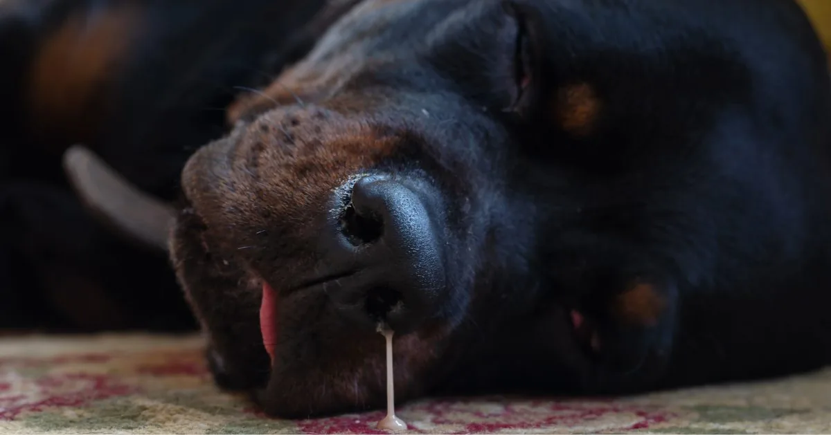 rottweiler laying on side with thick stream of nasal discharge falling