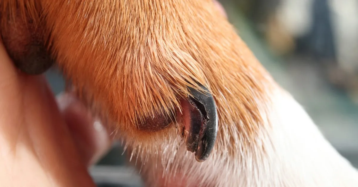 close up image of a brown dog's broken dew claw nail