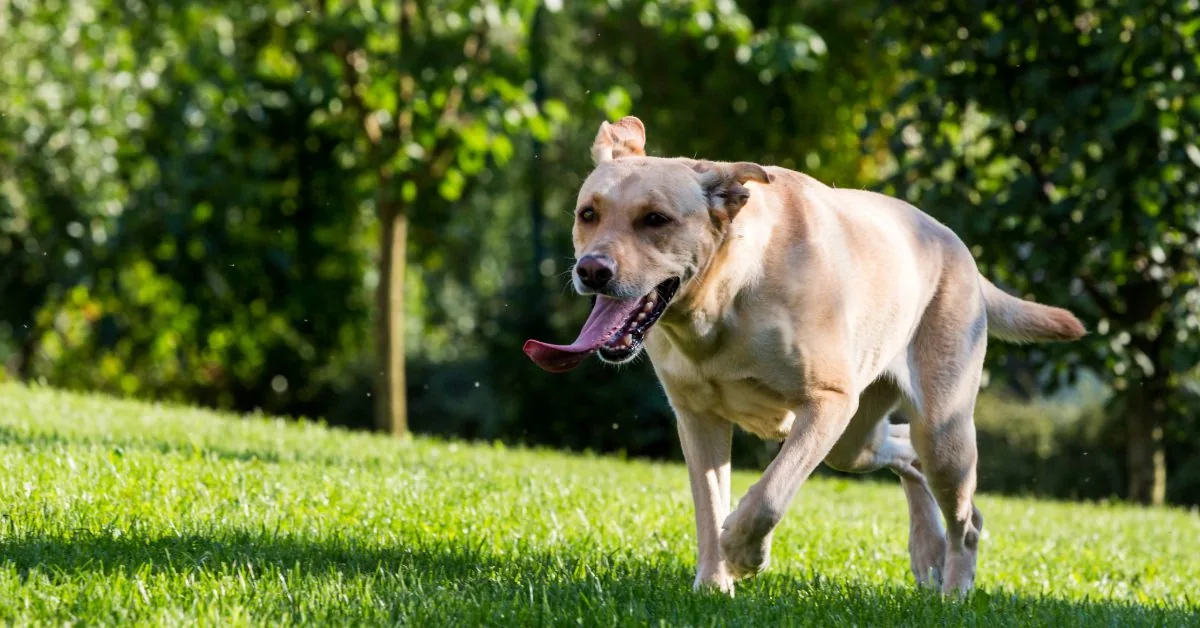 yellow Labrador running through yard
