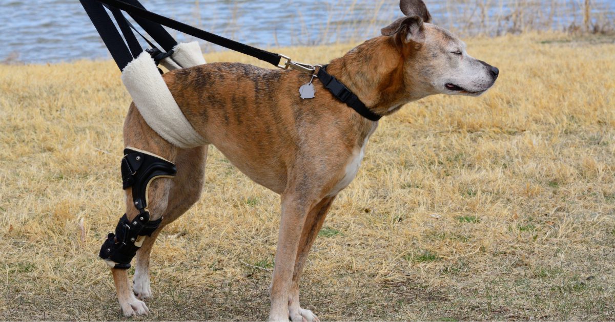 senior dog with a weak hind end and a likely torn cranial cruciate ligament wearing a stifle brace and using a sling