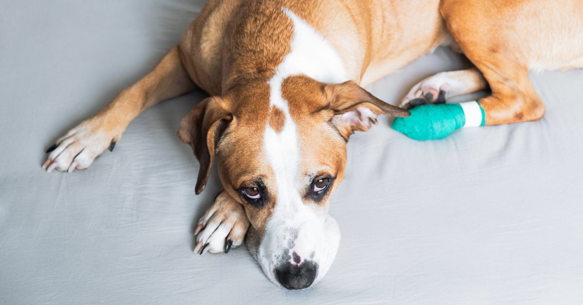 brown and white dog laying on ground looking sad with a bandage on a back paw
