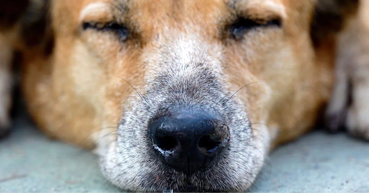 close up of brown and white dog's nose that has clear discharge