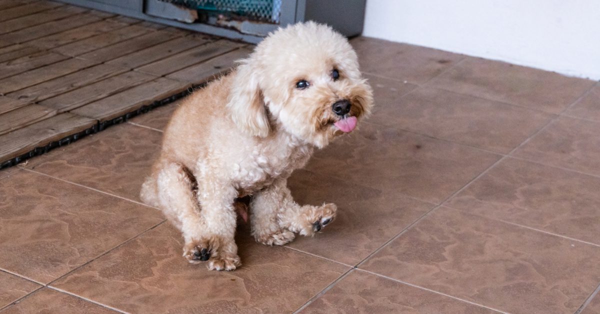 apricot miniature poodle scooting butt on ground